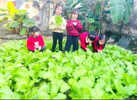 XÂY DỰNG MÔ HÌNH VƯỜN RAU SẠCH TẠI TRƯỜNG MẦM NON KỲ PHƯƠNG !