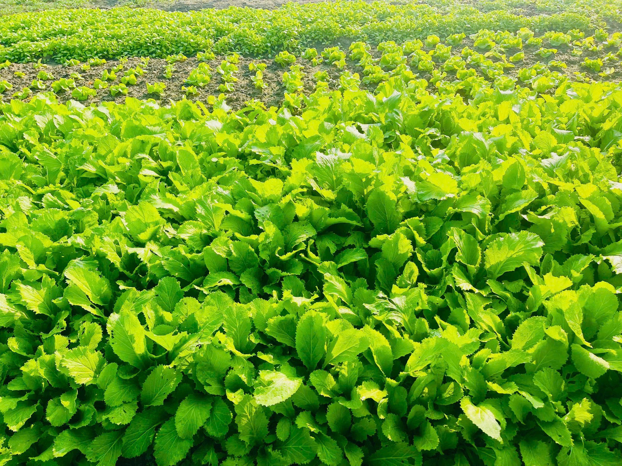 z7469498916621 5be90a46fe25a0a86401af817cd8c5fe